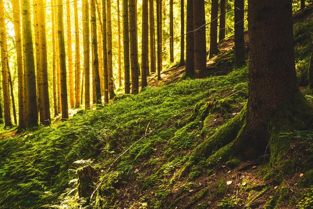 Beautiful green forest with sun rays coming through