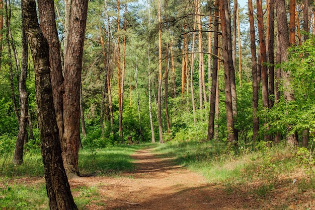 Beautiful green forest with tall trees