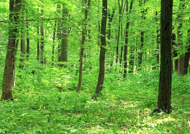 Красивый зеленый лес с деревьями