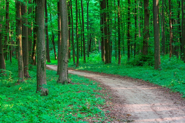 Beautiful green forest