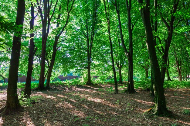 Beautiful green forest