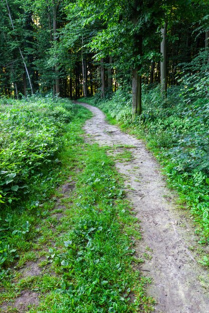 Beautiful green forest