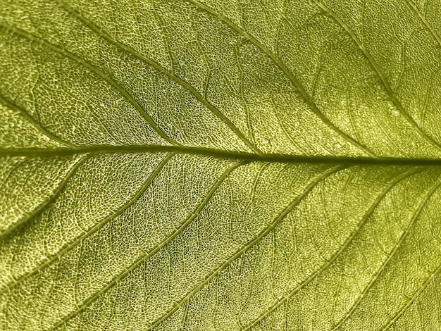 Foto bellissimo sfondo verde fresco naturale.