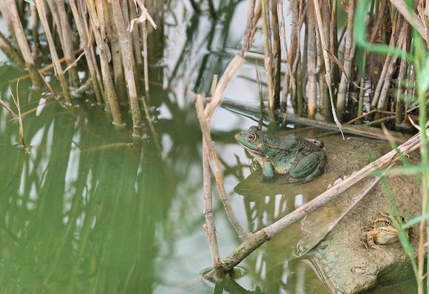 Beautiful green frog on the lake