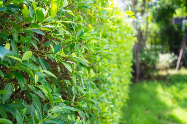 Beautiful green garden outside the house