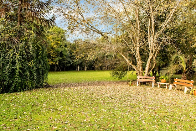 Beautiful green garden with fallen dry leaves in sunny afternoon.