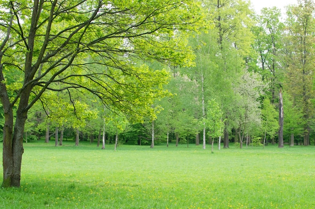 美しい緑の空き地。春の牧草地または森の中の開拓地