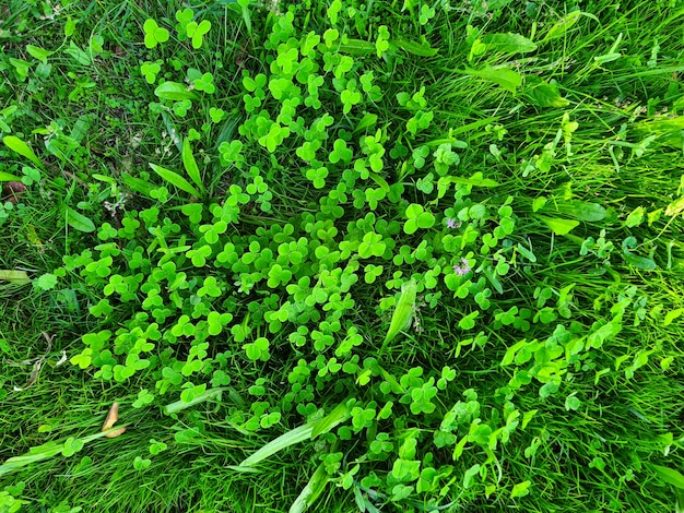 사진 아름다운 푸른 잔디와 클로버 배경