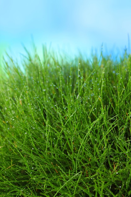 Beautiful green grass on blue background