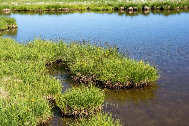 Beautiful green grass by the pond