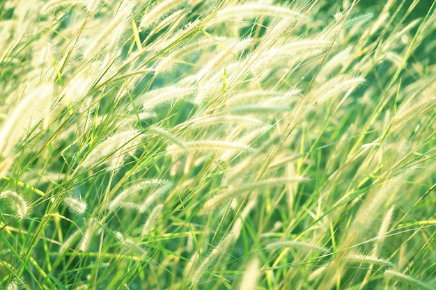 Beautiful green grass flower with sunset for background