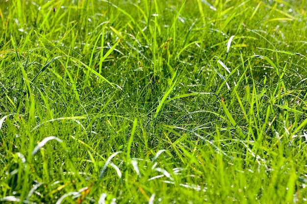 Bella erba verde che cresce su una radura nella foresta, foto in primavera dell'anno con tempo soleggiato