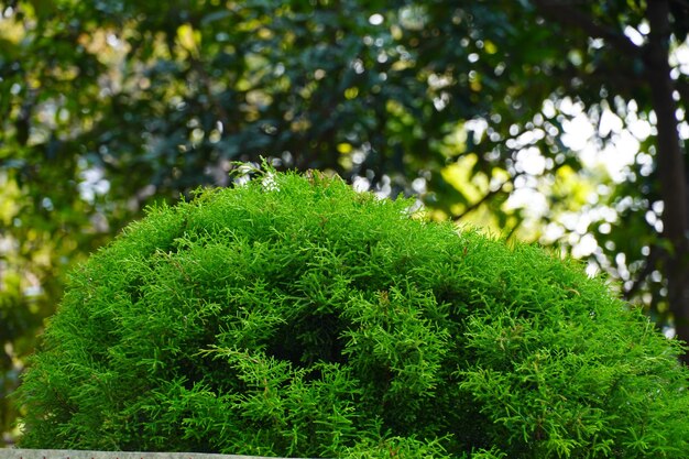 Foto belle immagini di erba verde hd