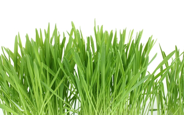 美麗的綠色草在白色上