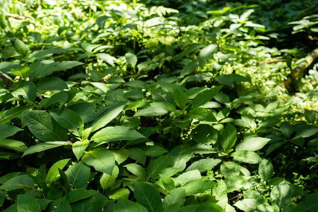 写真 美しい緑の草の葉