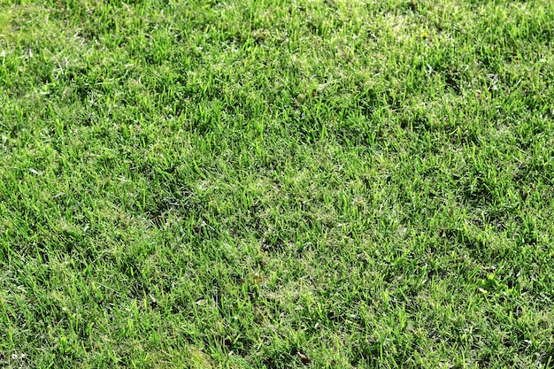 Beautiful green grass outdoors on sunny day as background