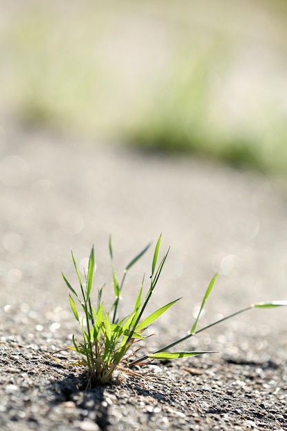 Beautiful green grass outdoors