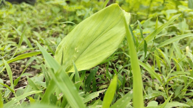 外の美しい緑の草