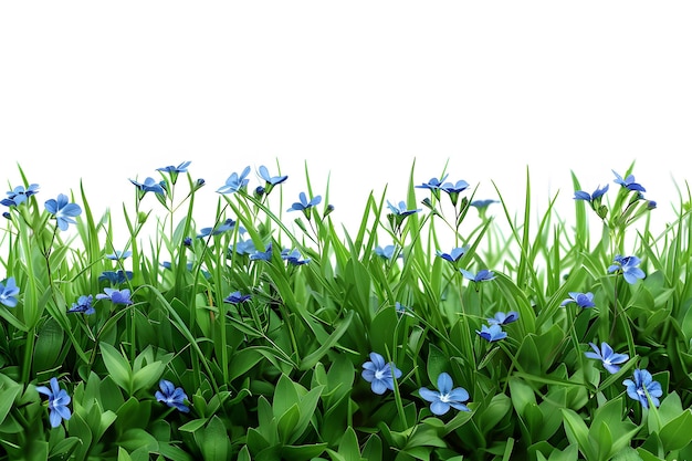 Beautiful green grass with blue flowers bordered