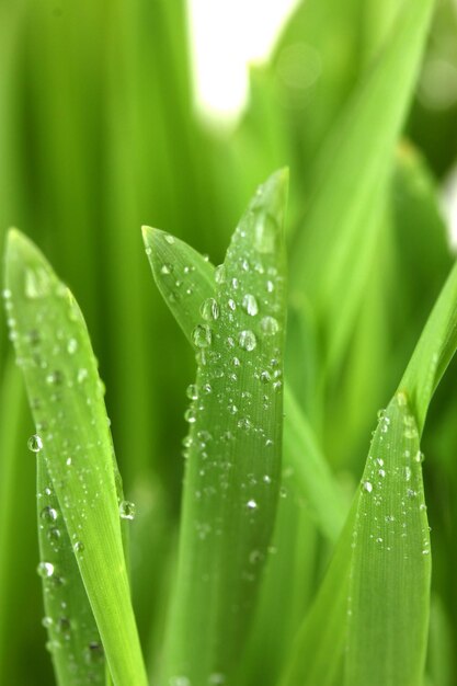 Beautiful green grass with drops close up