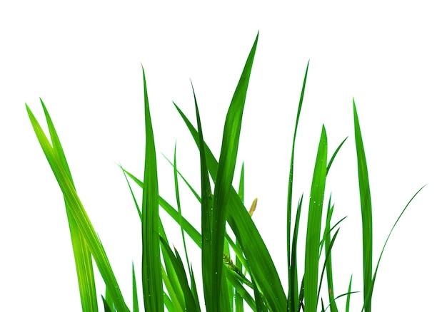 Beautiful green grass with drops isolated on white