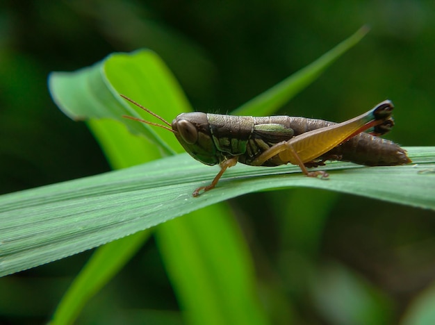 Beautiful green grasshopper on a leaf