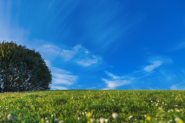 Beautiful green grassy meadow. And summer blue sky.