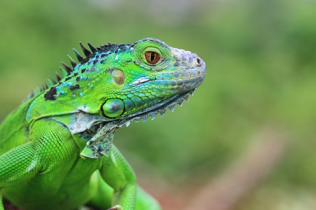 Beautiful Green iguana closeup head on wood animal closeup