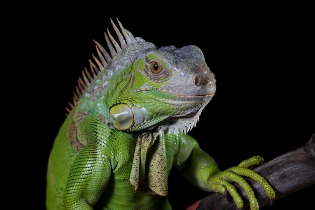 Beautiful green iguana closeup head on wood animal closeup