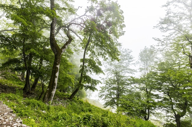 霧の木の美しい緑の風景