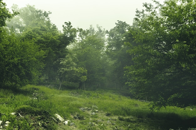 Beautiful green landscape of misty wood