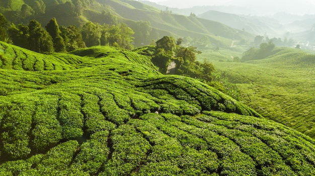 Красивый зеленый пейзаж чайной плантации в Камерон Хайлендс