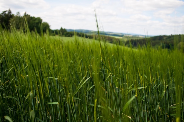 beautiful green landscape