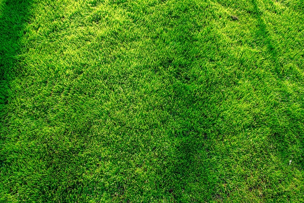 Beautiful green lawn background