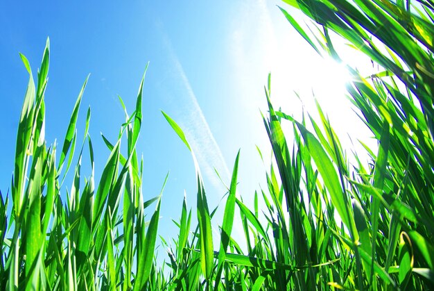 Beautiful green lawn isolated on sky