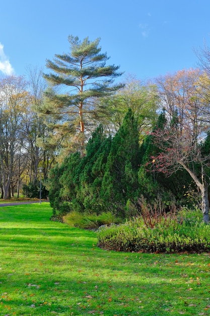 Beautiful green lawn pinewood and flower beds in the eavening in fall