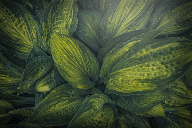 Beautiful green leaf background with rain drops