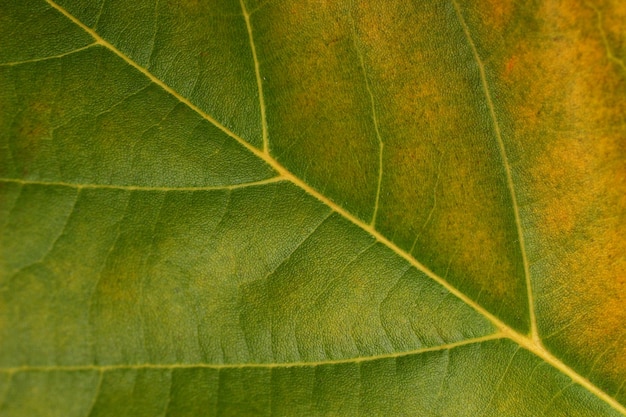 Beautiful green leaf close up