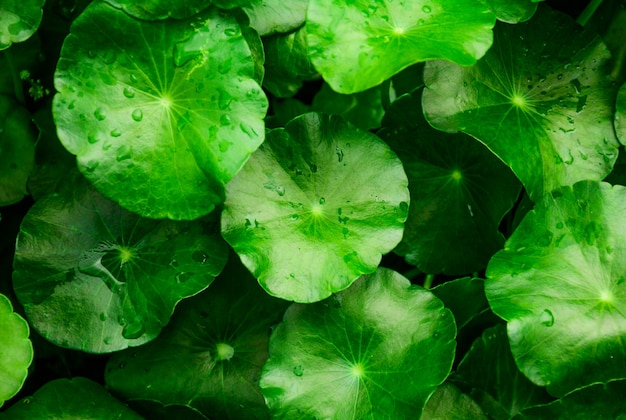 Beautiful green leaf close-up