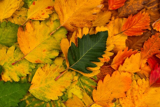 다채로운 다채로운 단풍에 아름 다운 녹색 잎 위에서 보기 가을 배경 엽서의 기초