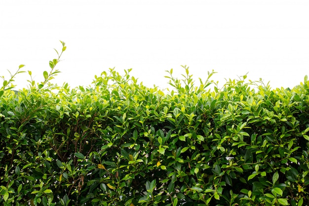 Beautiful green leaf fence on white