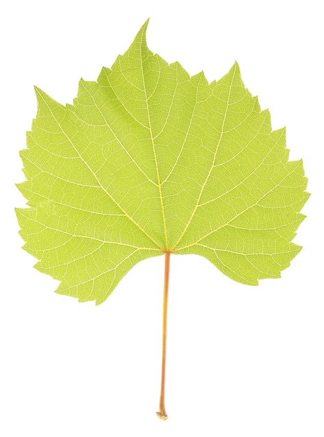 Photo beautiful green leaf isolated on white