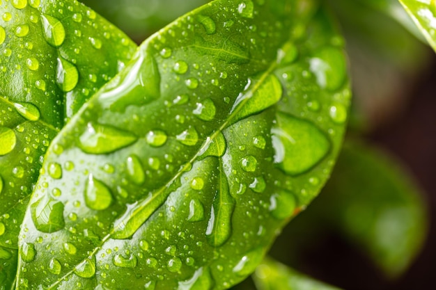 Фото Красивая зеленая текстура листьев с каплями воды