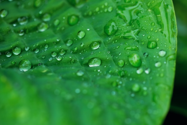 Beautiful green leaf texture with drops of water after the rain close up