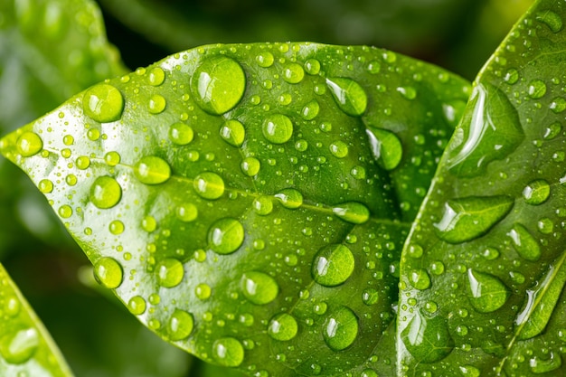 Beautiful green leaf texture with drops of water