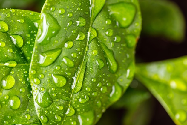 Beautiful green leaf texture with drops of water