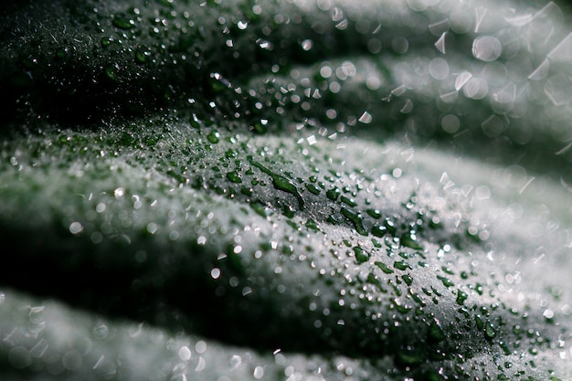 Beautiful green leaf with drops of water