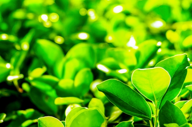 Bella foglia verde con luce solare in giardino in estate contro con la luce del sole.