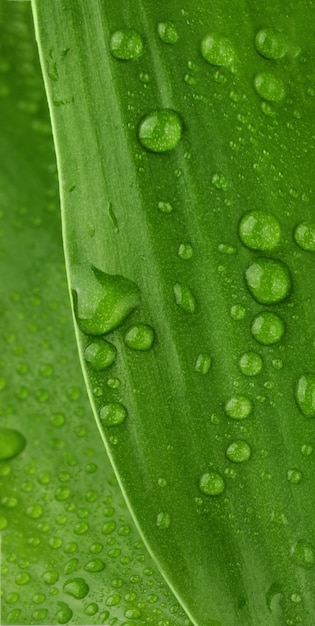 Beautiful green leaf with water drops closeup Raindrops on green leaf macro Drops of dew natural background