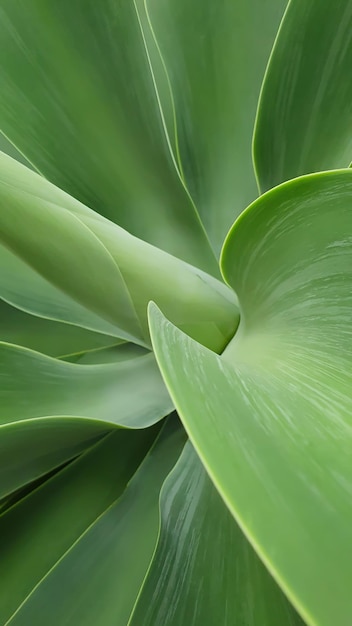 Фото Красивые зеленые листья фоновой текстуры